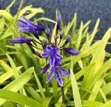 Agapanthus 'Jack's Blue'  5L  SOLD OUT