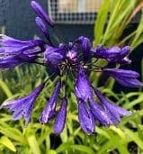 Agapanthus 'Jack's Blue'  5L  SOLD OUT