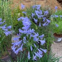 Agapanthus 'Lavender Haze'  3L  SOLD OUT