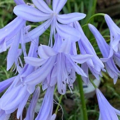 Agapanthus 'Lavender Haze'  3L  SOLD OUT