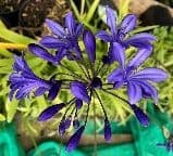Agapanthus 'Navy Blue' (syn 'MidnightStar' 2L
