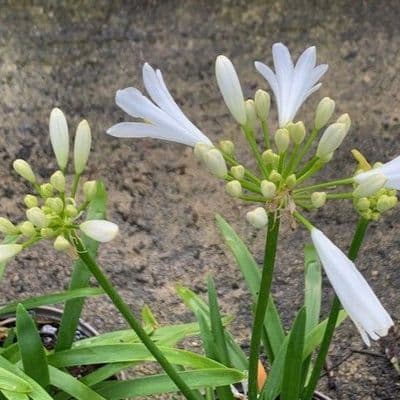 Agapanthus 'Pitchoune White'  2L