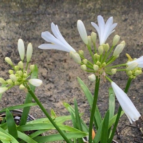Agapanthus 'Pitchoune White'  2L