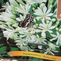 Agapanthus 'Polar Ice'  3L