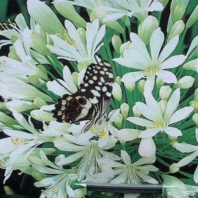 Agapanthus 'Polar Ice'  3L