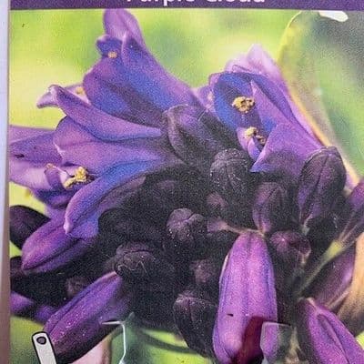 Agapanthus 'Purple Cloud'  9cm