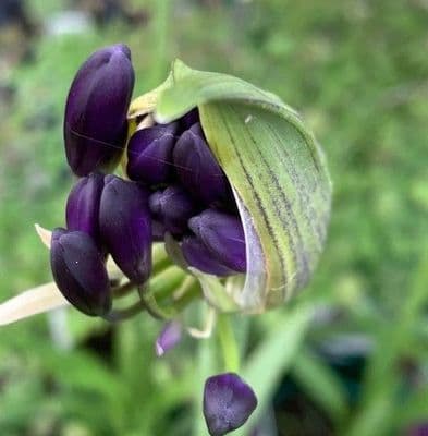 Agapanthus 'Royal Velvet'  2L   SOLD OUT