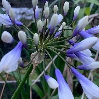 Agapanthus 'Twister'  3L   SOLD OUT