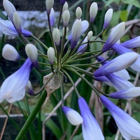 Agapanthus 'Twister'  3L   SOLD OUT