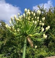 Agapanthus 'White Heaven'  2L  NEW STOCK SOON