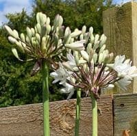 Agapanthus 'White Heaven'  2L  NEW STOCK SOON