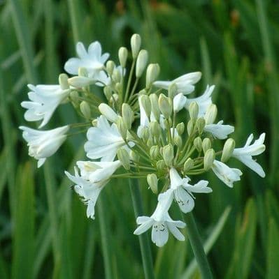 Agapanthus 'White Heaven'  2L  NEW STOCK SOON