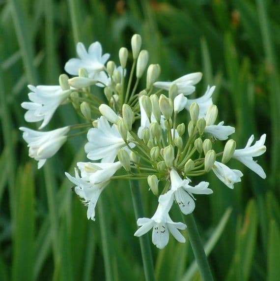 Agapanthus 'White Heaven'  2L  NEW STOCK SOON