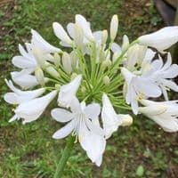 Agapanthus 'White Superior'  3L   SOLD OUT