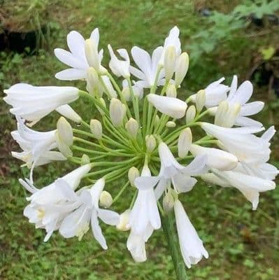 Agapanthus 'White Superior'  3L   SOLD OUT
