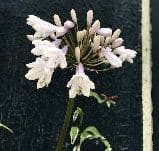 Agapanthus 'Windsor Grey'   5L    SOLD OUT