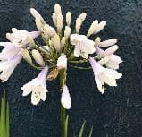 Agapanthus 'Windsor Grey'   5L    SOLD OUT