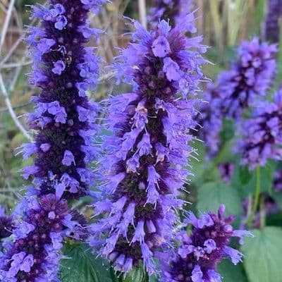 Agastache 'Black Adder'   2L