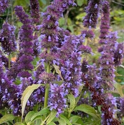Agastache 'Blue Fortune'  2L
