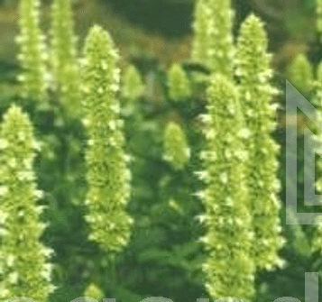 Agastache rugosa 'Alabaster'  2L