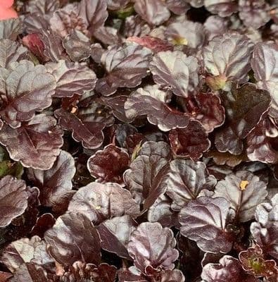 Ajuga 'Black Scallop'  2L