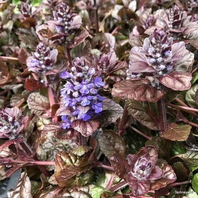 Ajuga reptans 'Atropurpurea'  9cm  SOLD OUT