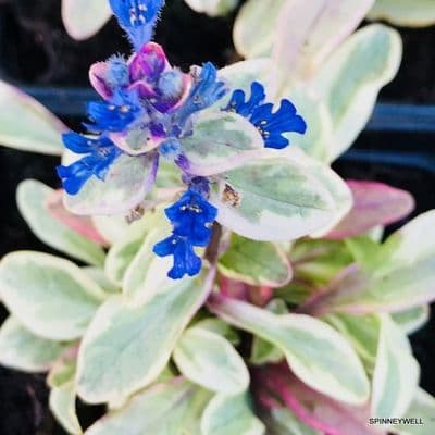 Ajuga reptans 'Princess Nadia'  9cm