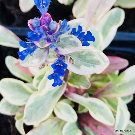 Ajuga reptans 'Princess Nadia'  9cm