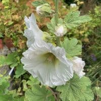 Alcea ficifolia  single mixed  1L