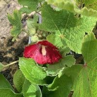 Alcea ficifolia  single mixed  1L