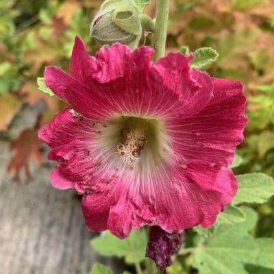Alcea ficifolia  single mixed  1L