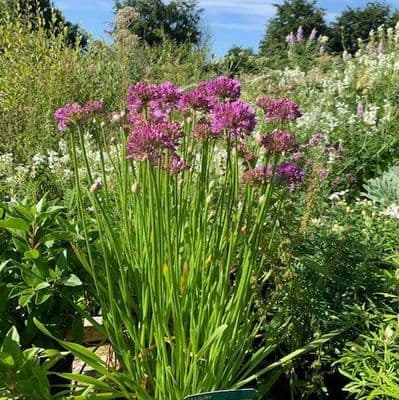 Allium 'Millenium'    3L