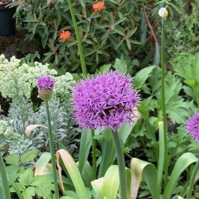 Allium 'Purple Sensation'  9cm
