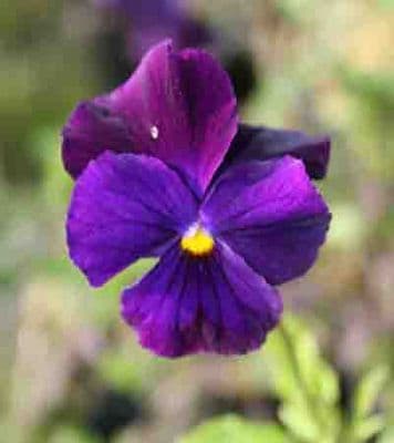 Alpines