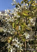 Amelanchier  'Ballerina'  5L whip 120cm+
