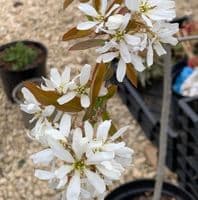 Amelanchier  'Ballerina'  5L whip 120cm+