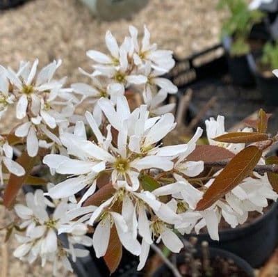 Amelanchier  'Ballerina'  5L whip 120cm+
