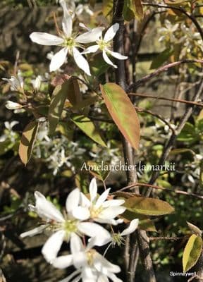 Amelanchier lamarkii 15L150-180cm   multistemmed bush Snowy Mespilus  COLLECTION ONLY   SOLD OUT