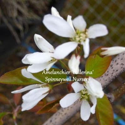 Amelanchier lamarkii bush 7.5L  90-120 m/s