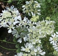 Ammi majus (Bishops Flower)  9cm
