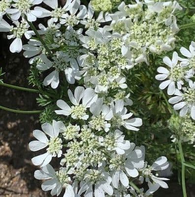 Ammi majus (Bishops Flower)  9cm