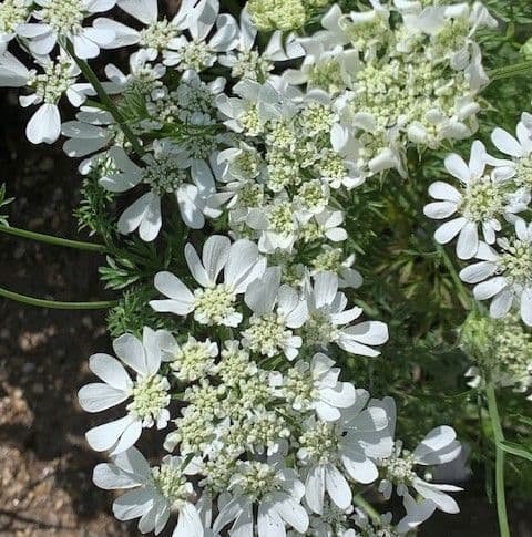 Ammi majus (Bishops Flower)  9cm