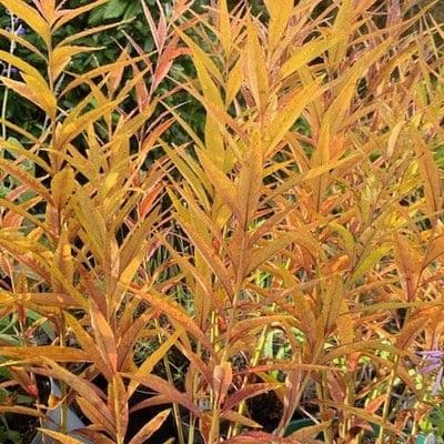 Amsonia salicifolius  3L