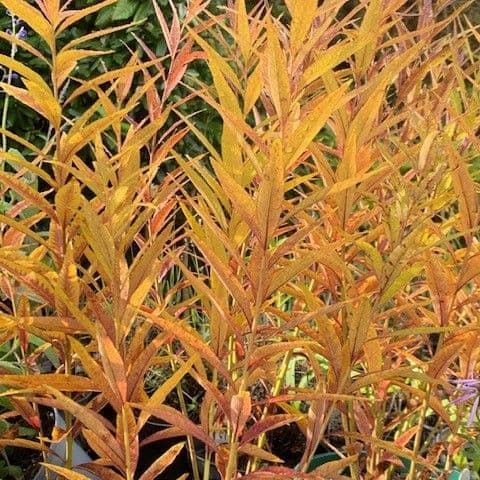 Amsonia salicifolius  3L