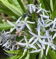 Amsonia tabernaemontii  3L