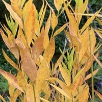 Amsonia tabernaemontii  3L