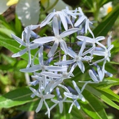 Amsonia tabernaemontii  3L