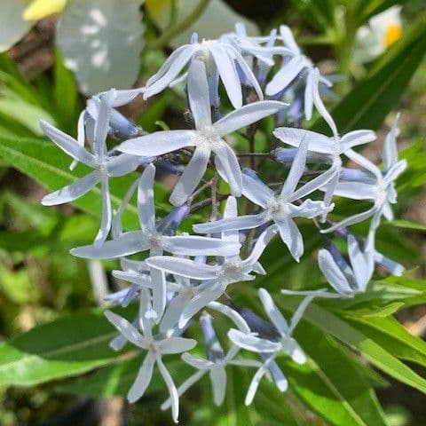 Amsonia tabernaemontii  3L