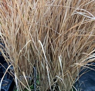 Anemanthele lessoniana 2L AGM  see Stipa arundinacea