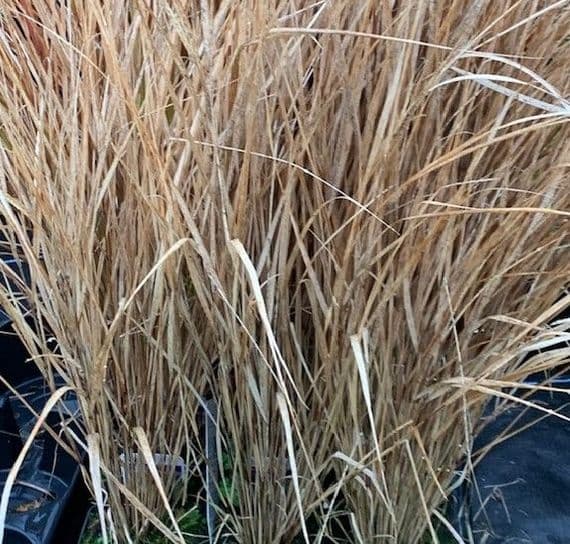 Anemanthele lessoniana 2L AGM  see Stipa arundinacea